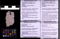 Foto (Objekt + Etiketten) von Gastrosacus eminens (Blaschke, 1911) (NHMW-GEO-1990-0041-0359a)